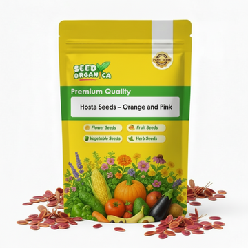 Hosta Seeds –  Orange and Pink