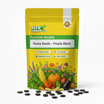 Hosta Seeds –  Purple Black