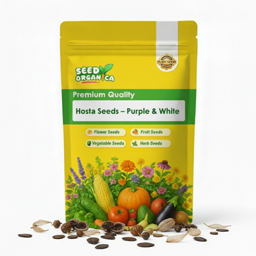 Hosta Seeds – Purple & White