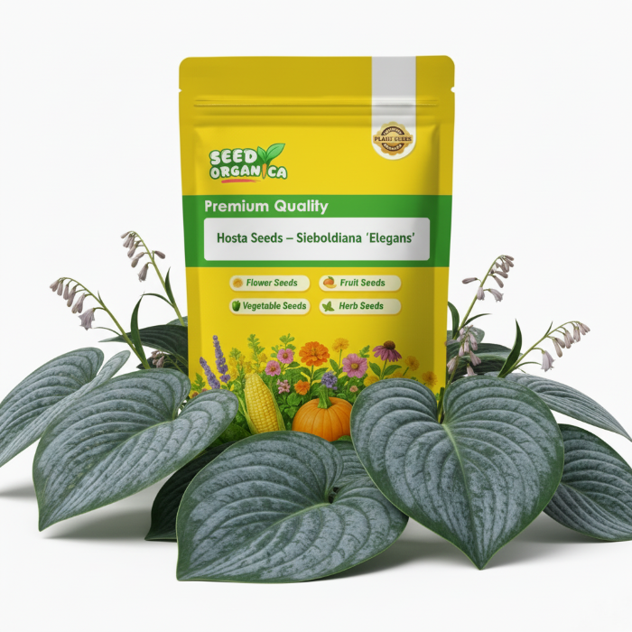 Hosta Seeds – Sieboldiana ‘Elegans’
