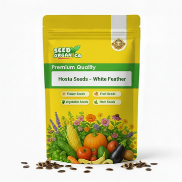 Hosta Seeds – White Feather