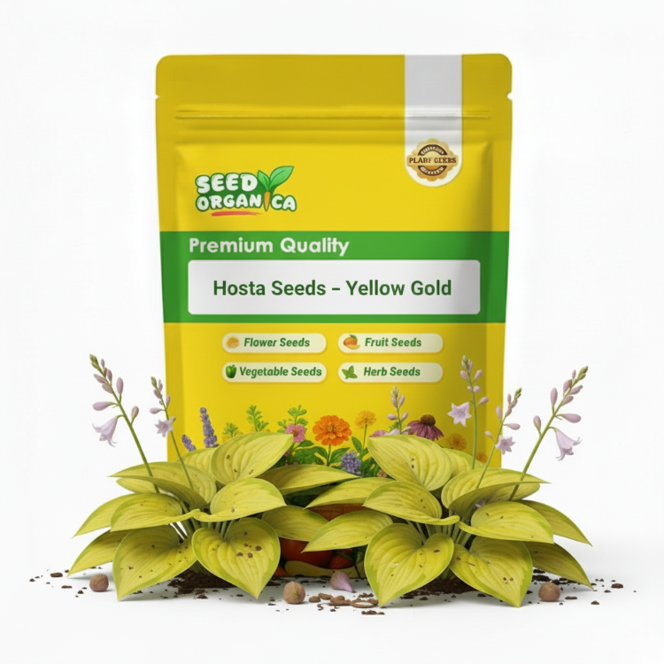 Hosta Seeds –  Yellow Gold