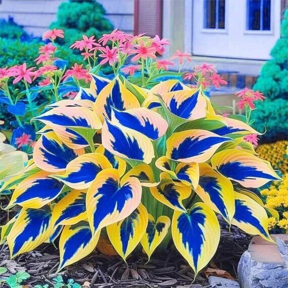 Hosta Seeds for Planting