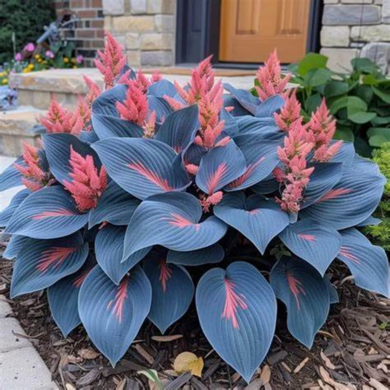 Hosta Seeds for Planting