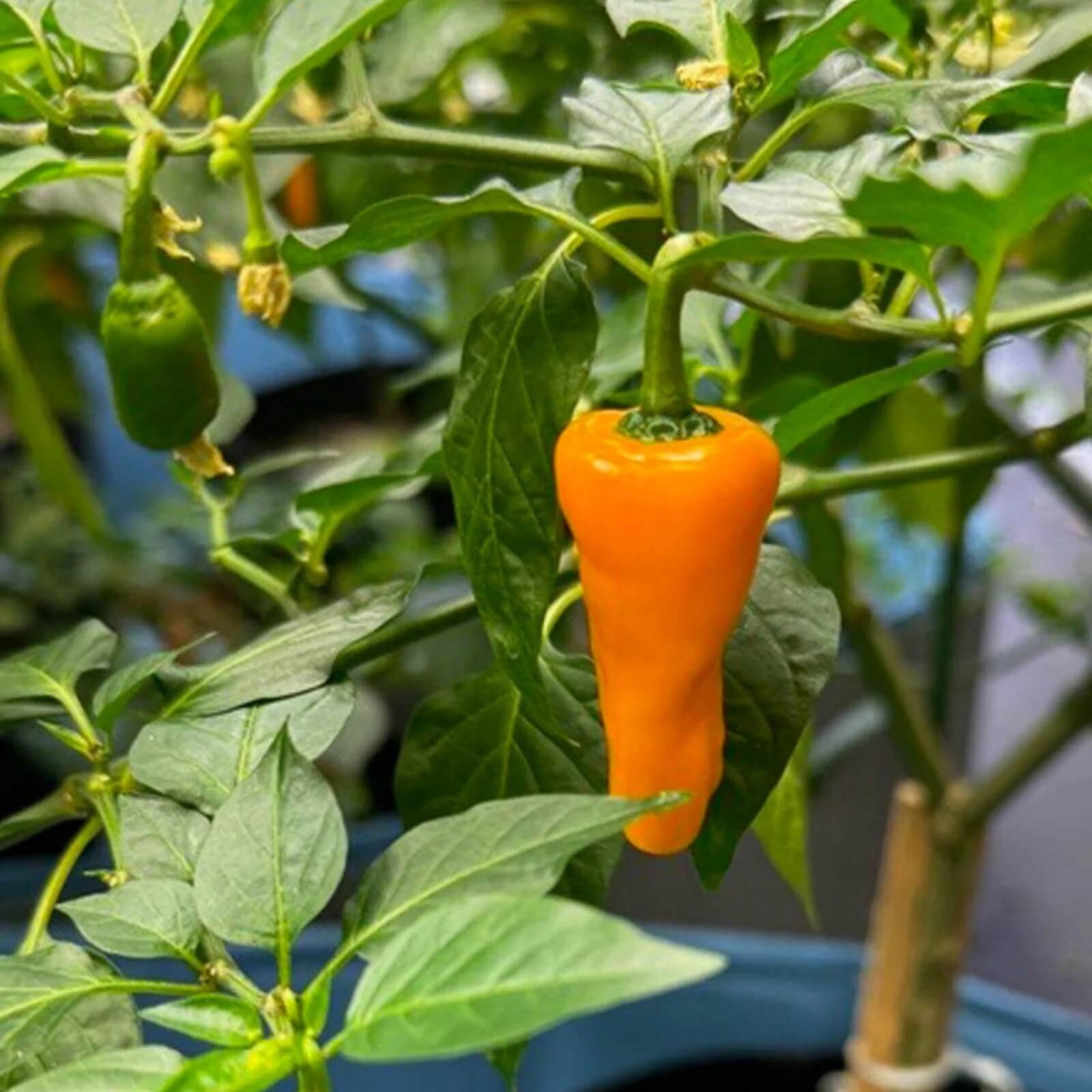 Hot Datil Pepper Seeds - Vegetable Plant
