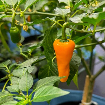 Hot Datil Pepper Seeds - Vegetable Plant