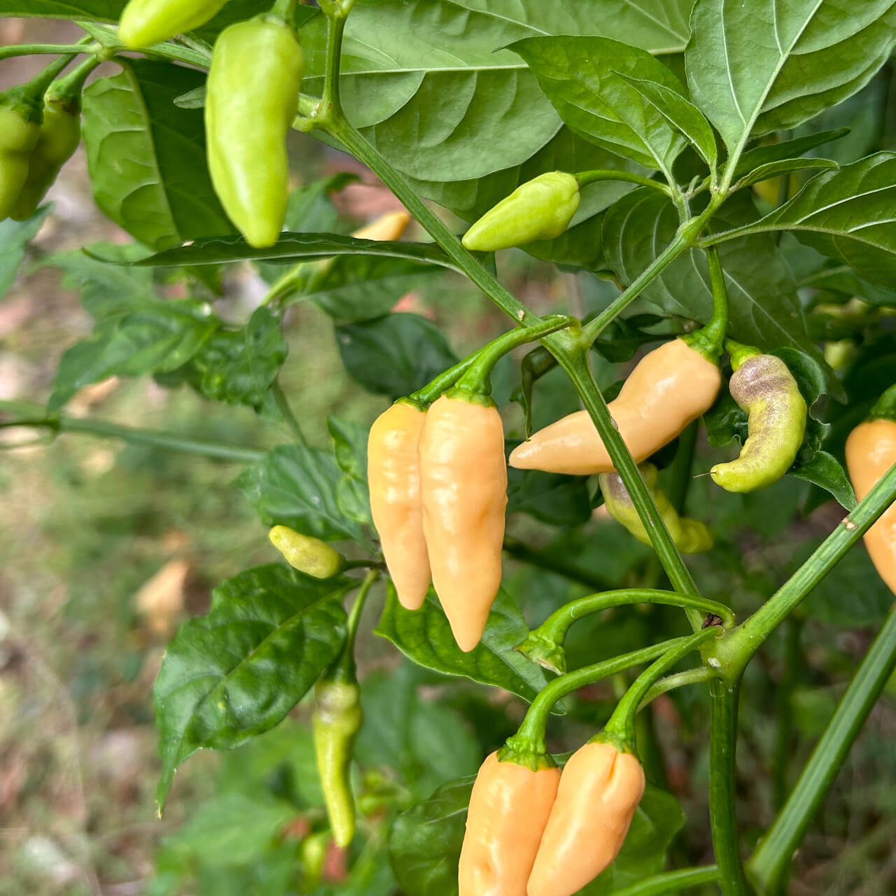 Hot Datil Pepper Seeds - Vegetable Plant