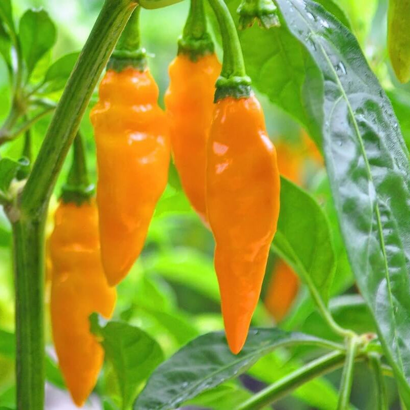 Hot Datil Pepper Seeds - Vegetable Plant