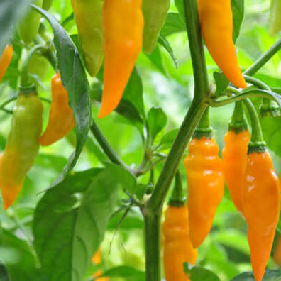 Hot Pepper Seeds - Augustine Minorcan Datil