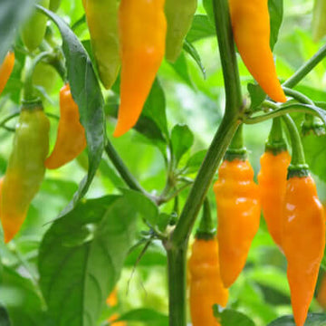 Hot Pepper Seeds - Augustine Minorcan Datil