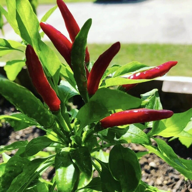 Hot Pepper Seeds - Philippine