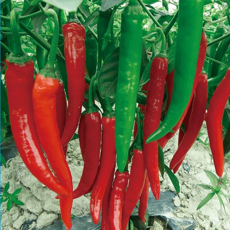 Hot Pepper Seeds - Philippine