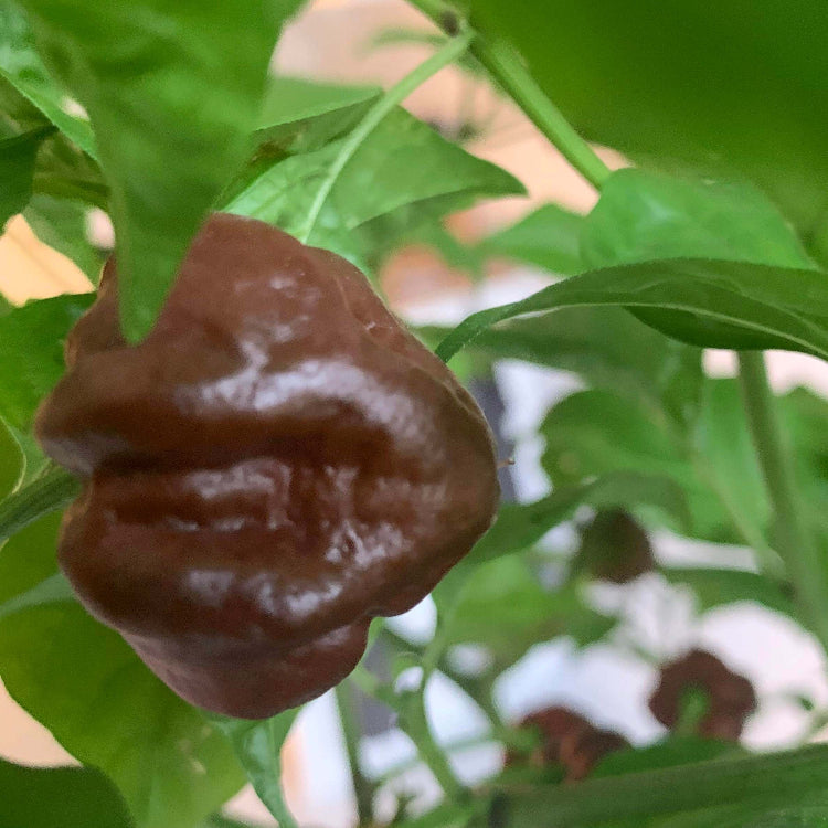 Hot Pepper Seeds – Chocolate Moruga 