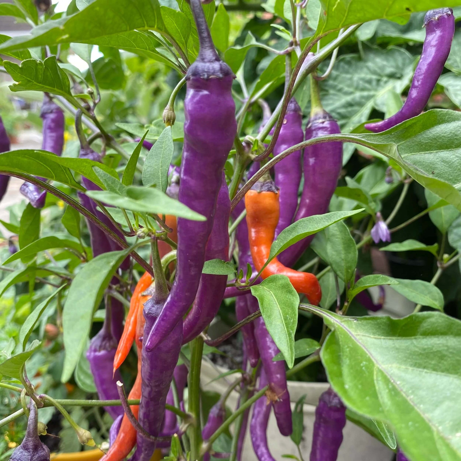Hot Pepper Seeds – Buena Mulata