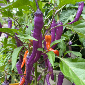 Hot Pepper Seeds – Buena Mulata