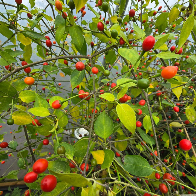 Hot Pepper Seeds – Chiltepin