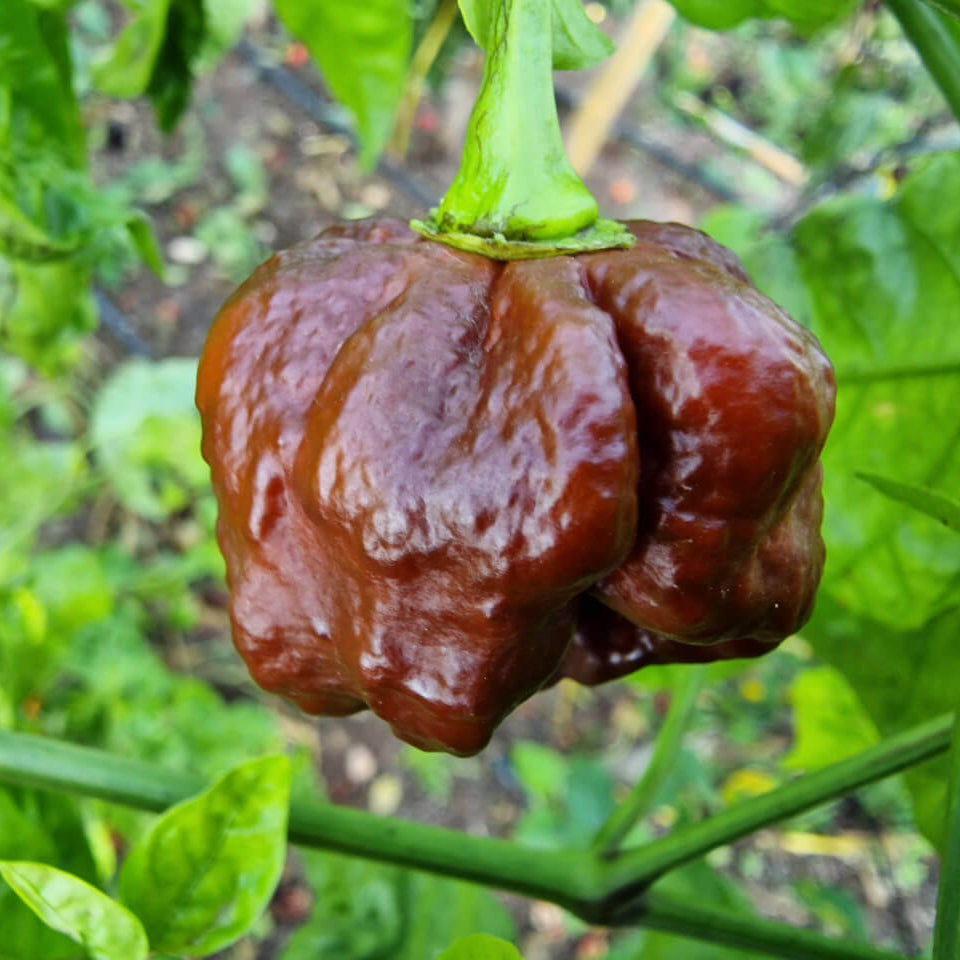 Hot Pepper Seeds – Chocolate Moruga 