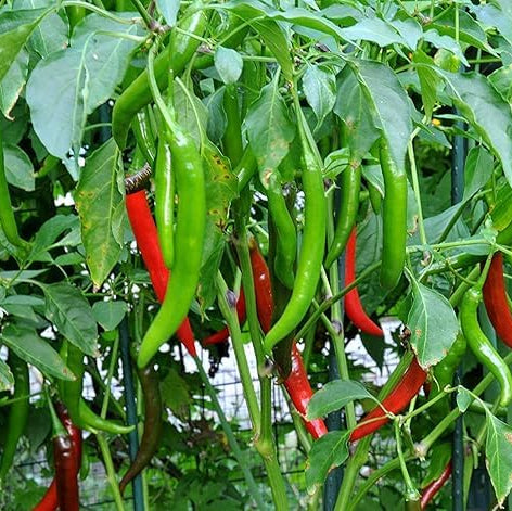 Hot Pepper Seeds – Ierapetras