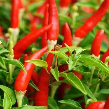 Hot Pepper Seeds 