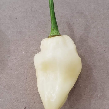 Hot Pepper Seeds – White
