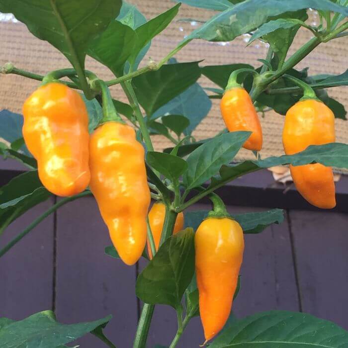 Hot Pepper Seeds - Augustine Minorcan Datil