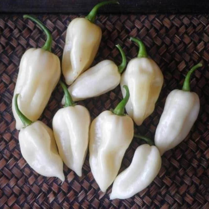 Hot Pepper Seeds – White