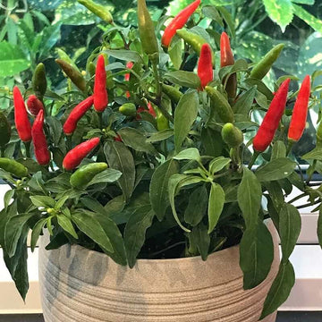 Hot Pepper Seeds - All In One For Home Gardens