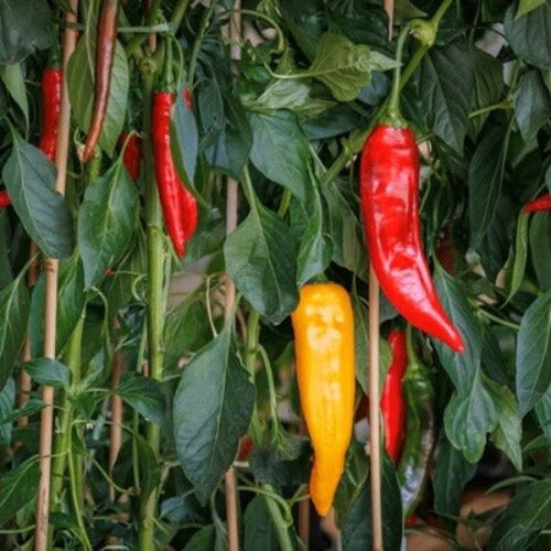 Hot Pepper Seeds - All In One For Home Gardens