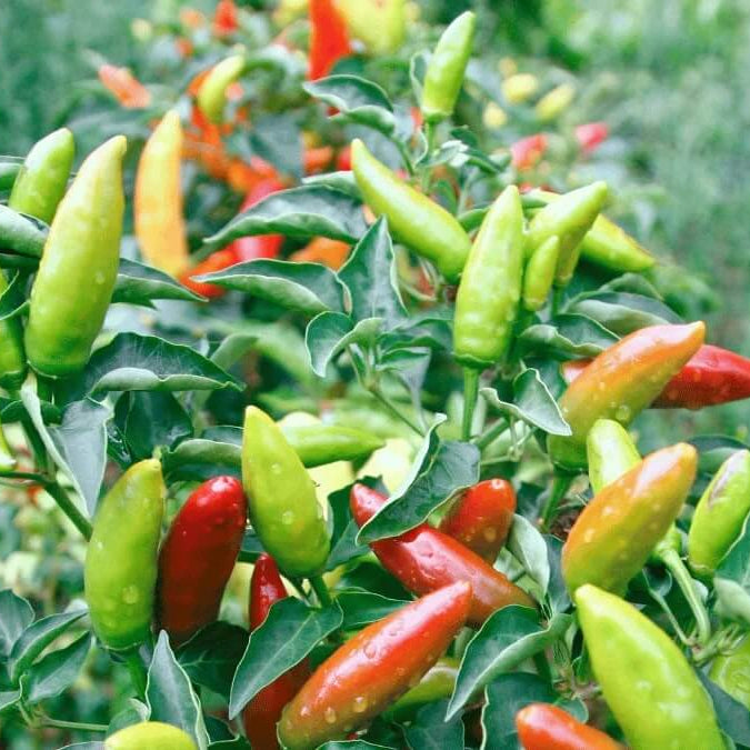 Hot Pepper Seeds - All In One For Home Gardens