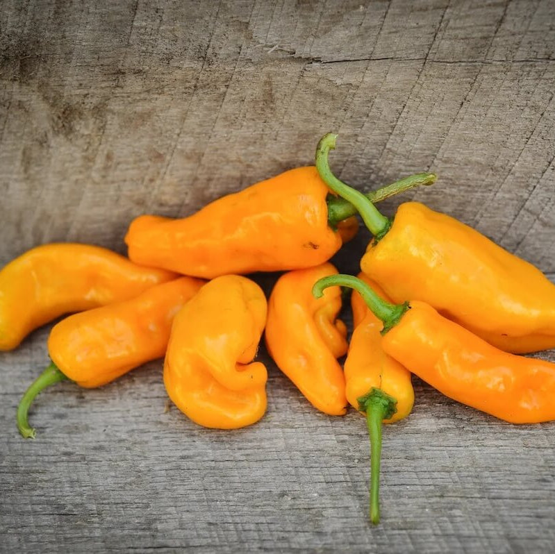 Hot Pepper Seeds - Augustine Minorcan Datil