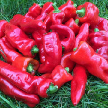 Hot Pepper Seeds - Melrose