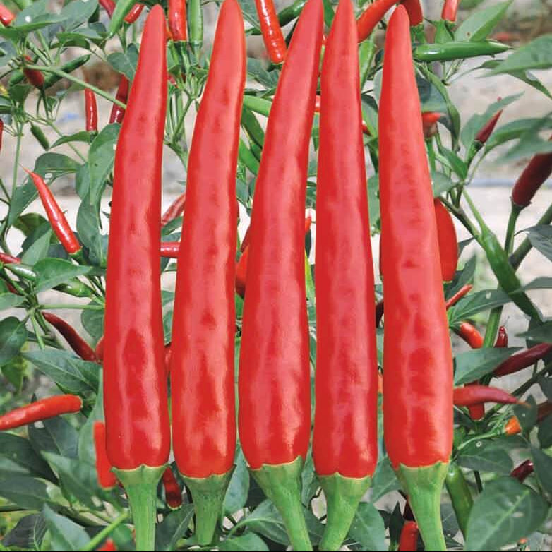 Hot Pepper Seeds - Philippine