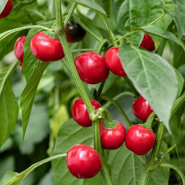 Hot Pepper Seeds - Red Cherry