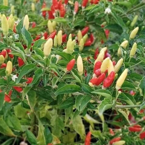 Hot Pepper Seeds - Tabasco