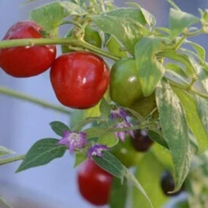  Hot Pepper Seeds - Ulupica