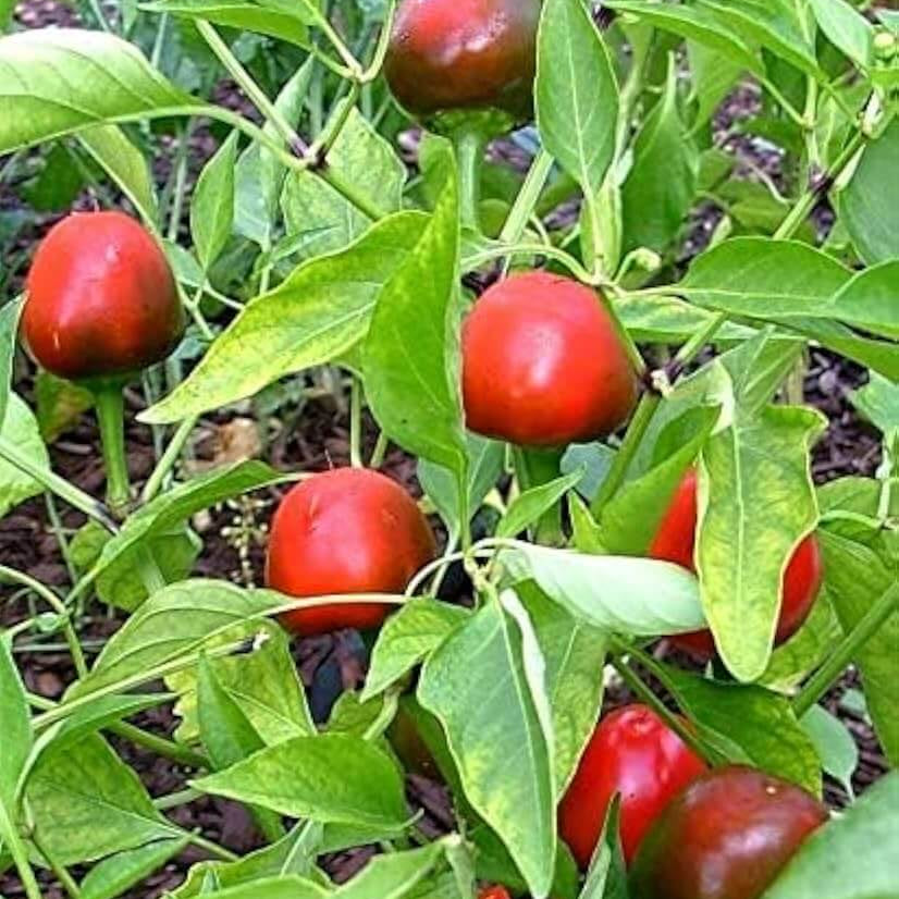  Hot Pepper Seeds - Ulupica