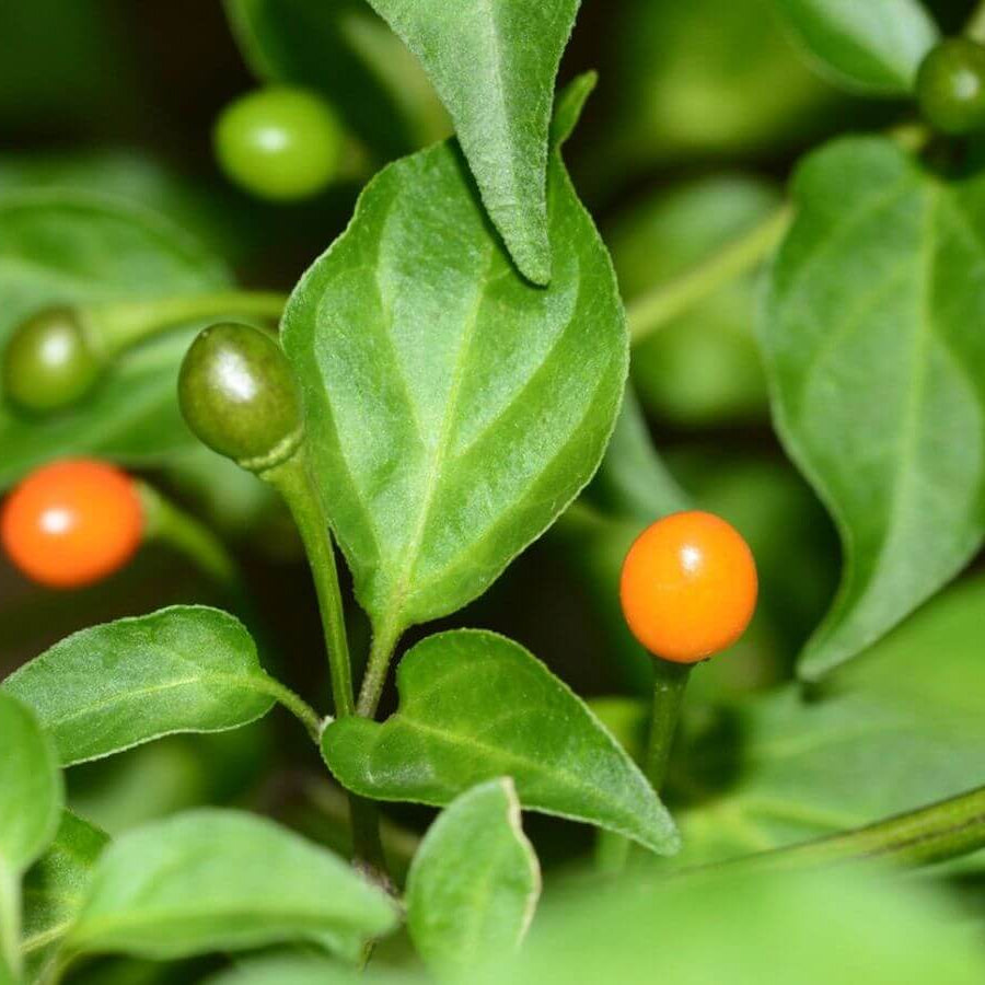 Hot Pepper Seeds – Chiltepin