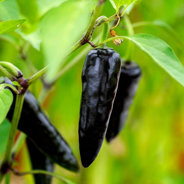 Hot Pepper Seeds – Black Chili