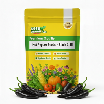 Hot Pepper Seeds – Black Chili