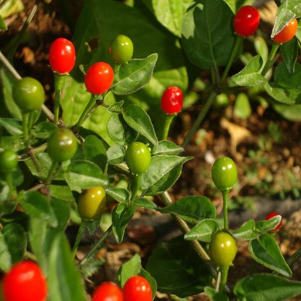 Hot Pepper Seeds – Chiltepin