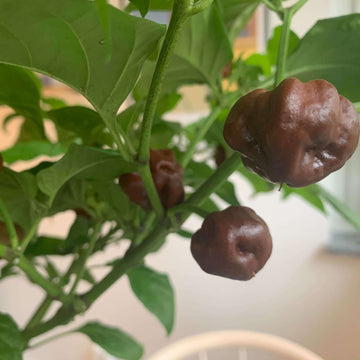 Hot Pepper Seeds – Chocolate Moruga 