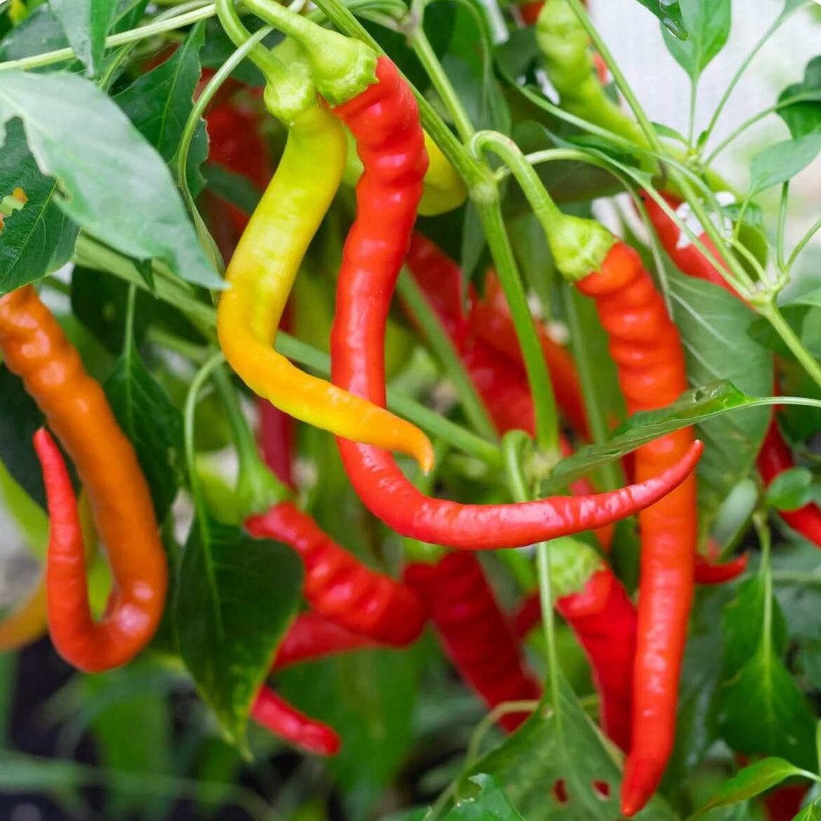 Hot Pepper Seeds – Ierapetras