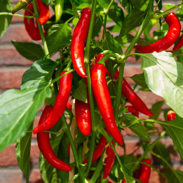 Hot Sauce Pepper Seeds
