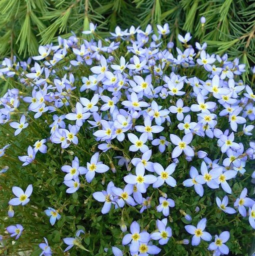 Houstonia caerulea Seeds