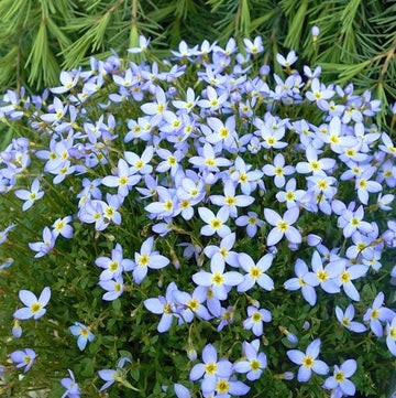 Houstonia caerulea Seeds