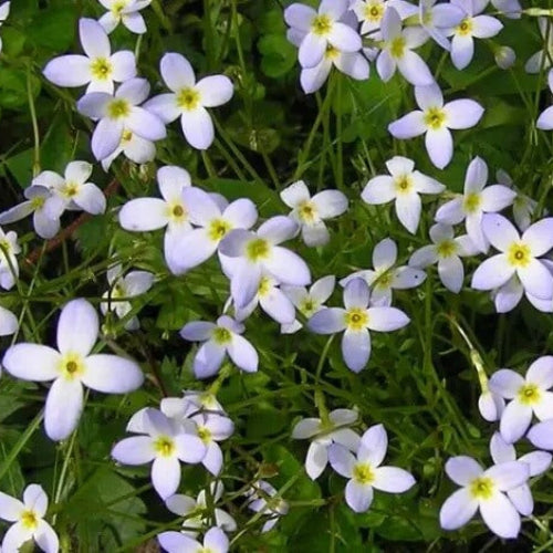 Houstonia caerulea Seeds