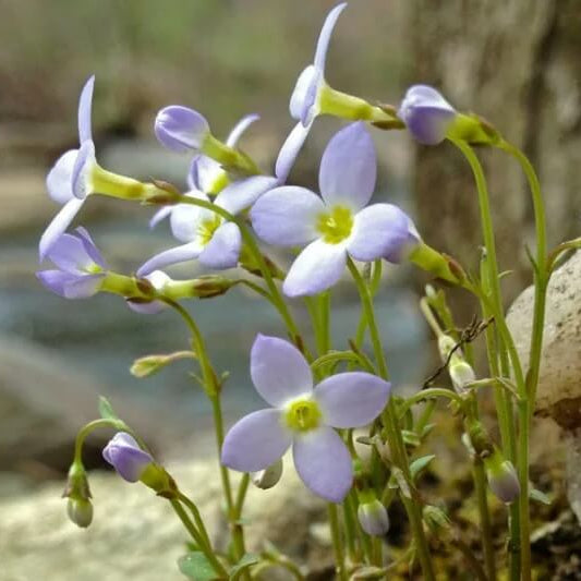 Houstonia caerulea Seeds