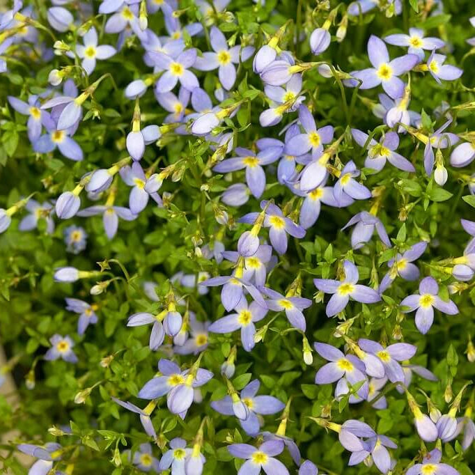 Houstonia caerulea Seeds for Planting
