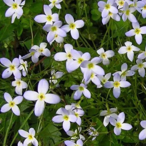 Houstonia caerulea Seeds for Planting
