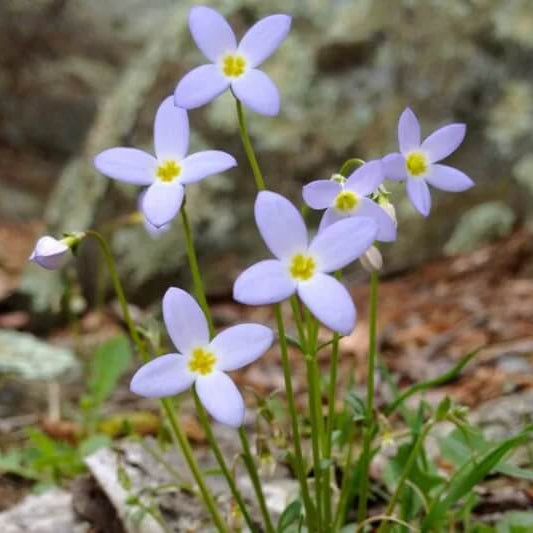Houstonia caerulea Seeds for Planting
